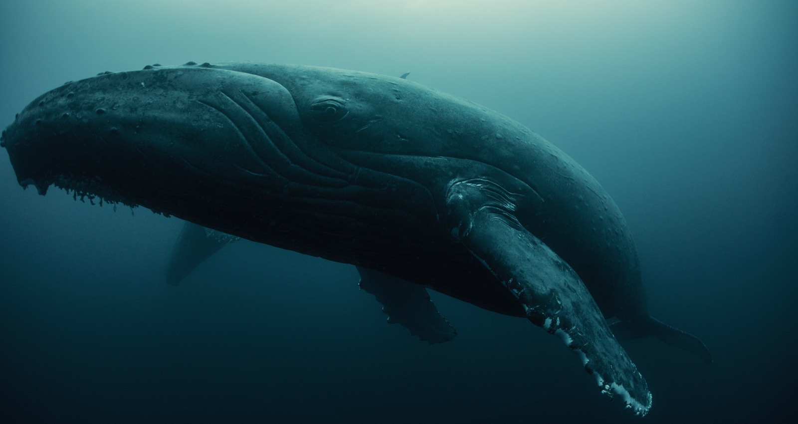 Temporada de avistamiento de ballenas en Puerto Vallarta: cuándo ir y dónde hospedarse