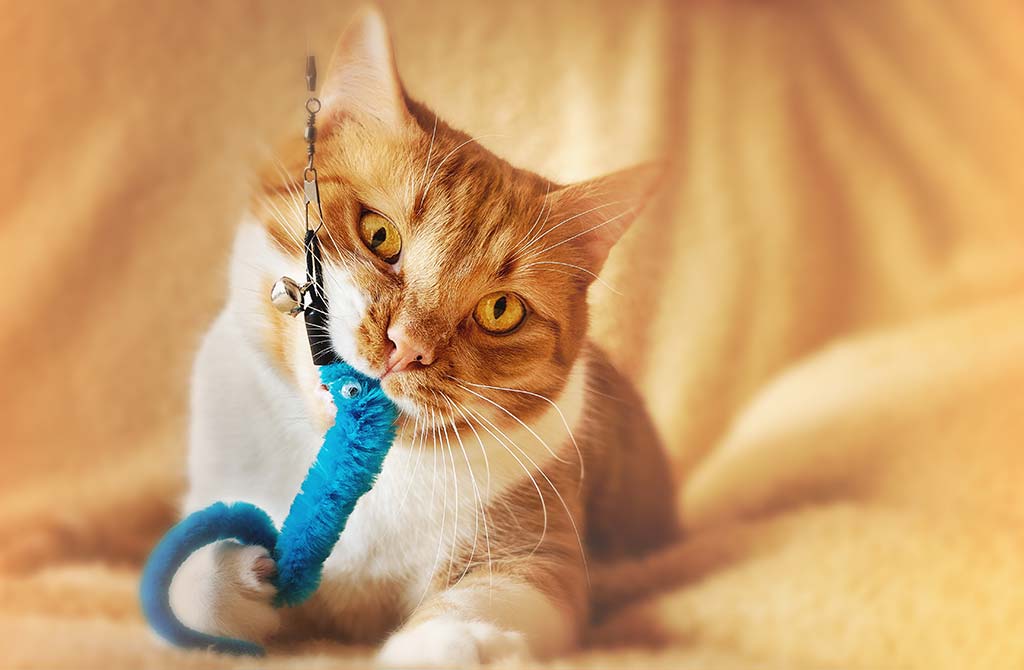 Toys for your pet