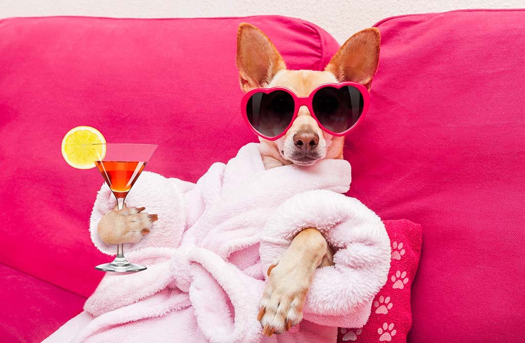 Photo session with your pet