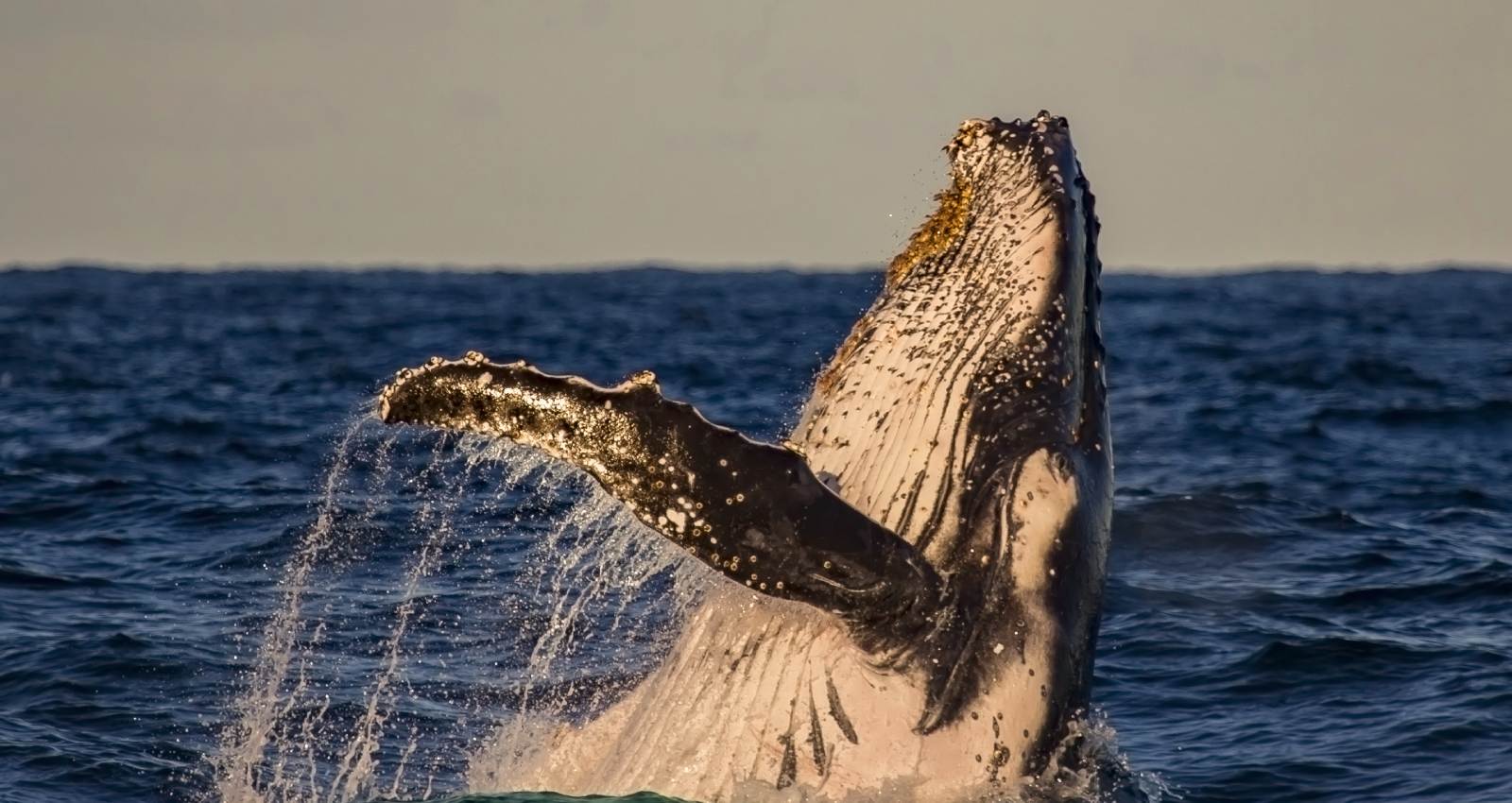 Whale Watching Tour Los Cabos