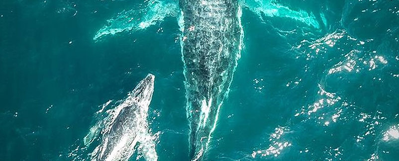 Whale watching Hard Rock Hotel Vallarta