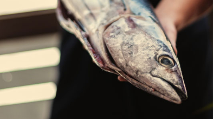 fish