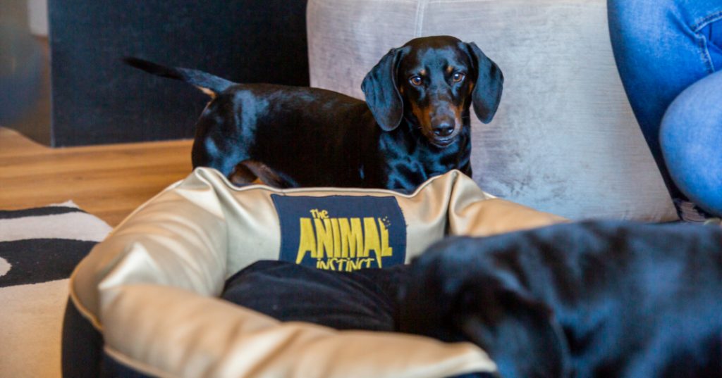 dog bed